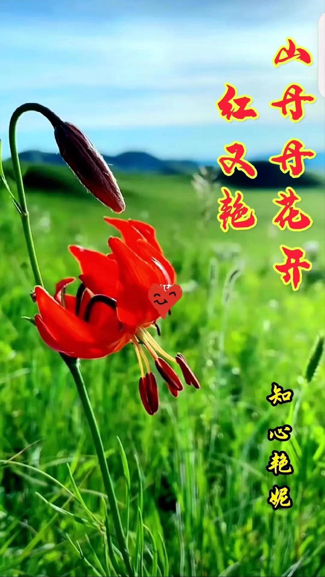 山丹丹花开红艳艳是什么歌