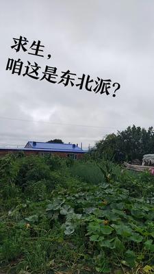 东北生存指南